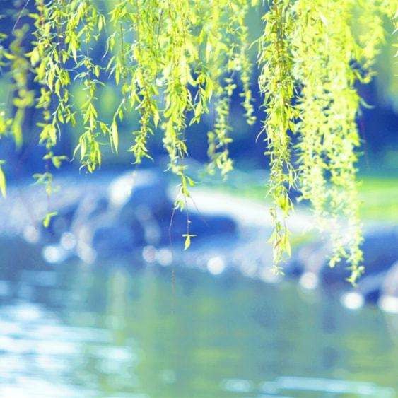 *春日私语* 文/陈铠 (黑龙江)【冰心文化传媒】制作 冰心(图3)