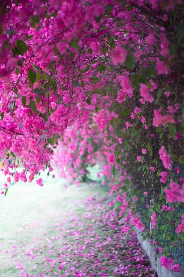 暮 春Ⅱ文图/吕锦芳（图5）