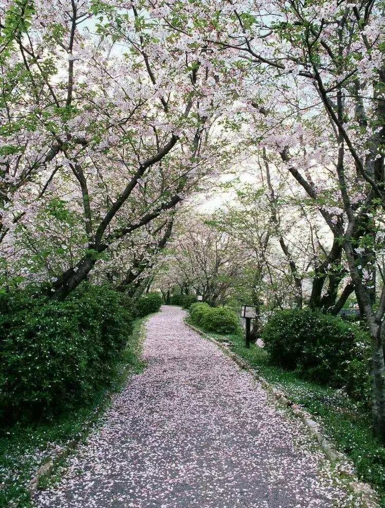 暮 春Ⅱ文图/吕锦芳（图4）