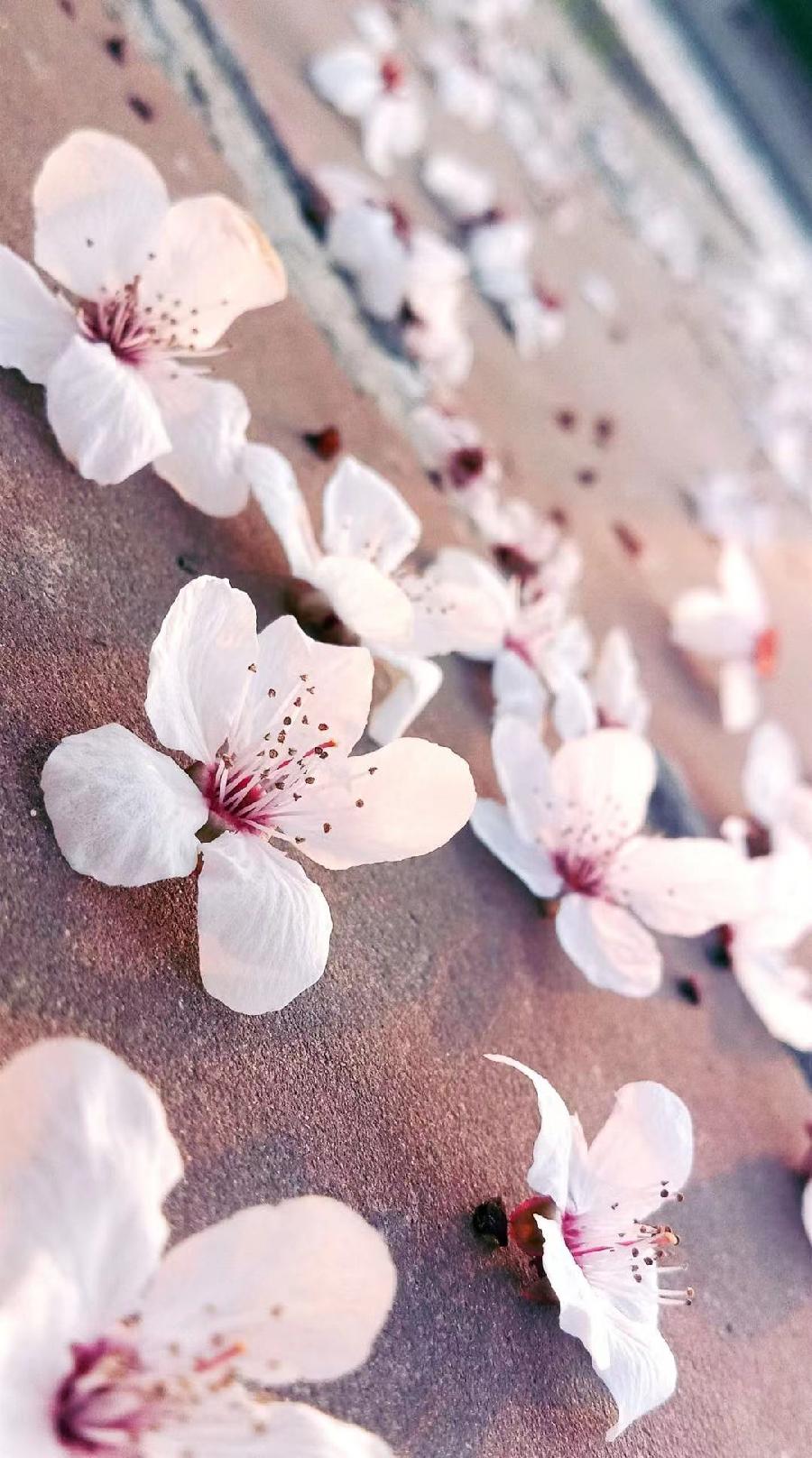 暮 春Ⅱ文图/吕锦芳（图2）