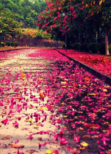 暮 春Ⅱ文图/吕锦芳