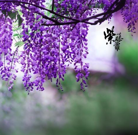 【新山东文学社】《紫藤花开》作者/香香 主播/清水出芙蓉（图3）
