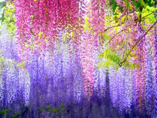 【新山东文学社】《紫藤花开》作者/香香 主播/清水出芙蓉（图4）