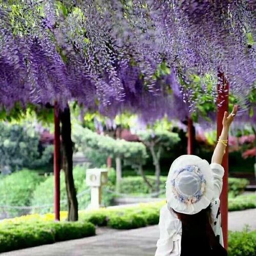 【新山东文学社】《紫藤花开》作者/香香 主播/清水出芙蓉（图5）