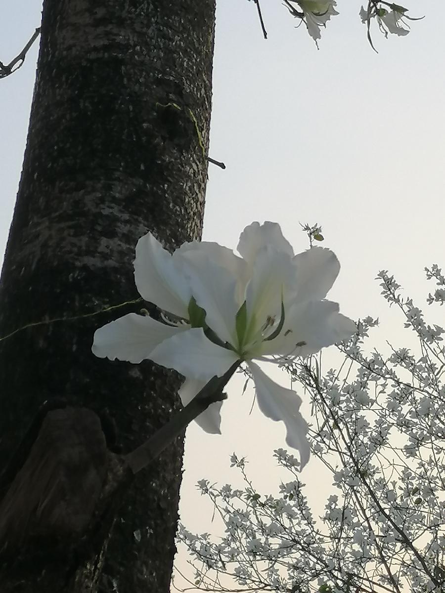 五绝 梦（三首）文／江冲