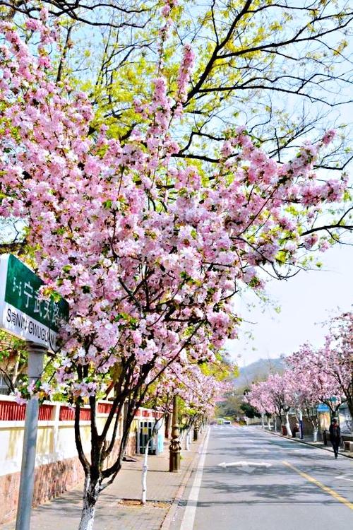 【新山东文学社】《青岛八大关的春天》作者/如歌 主播/清水出芙蓉(图4)