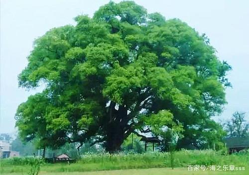 【北美翰苑分享社格律诗词精品鉴赏】第二十九期(周刊)(图35)