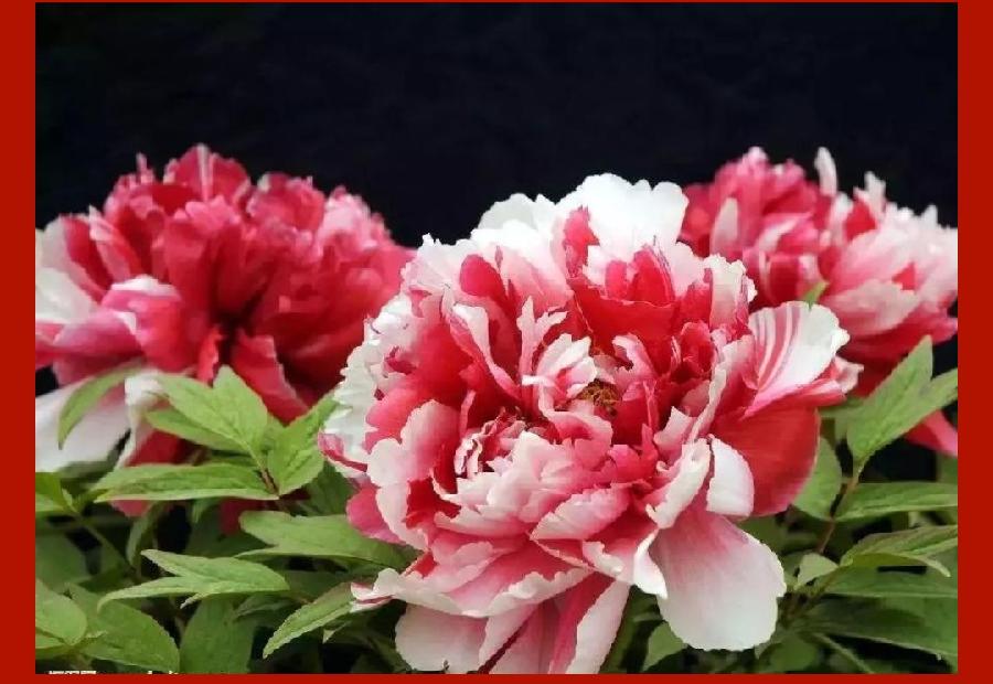 灵感诗情 作者诗情花海（图6）