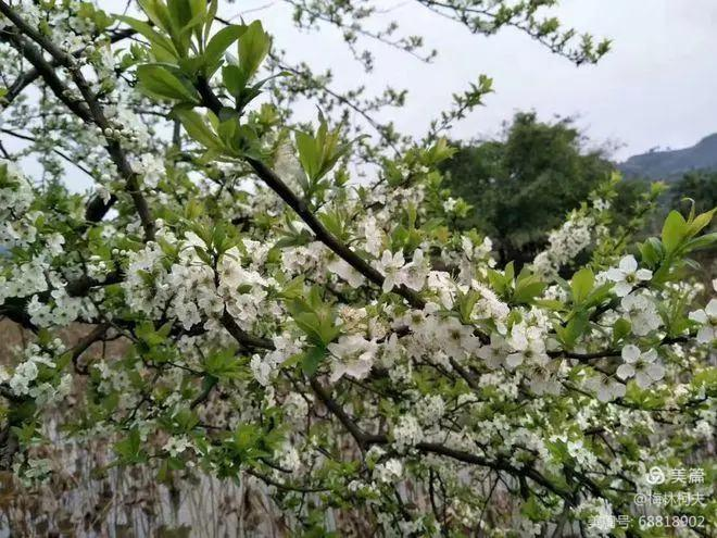 《最美人间四月天》（七绝十首）作者：王振华（图7）