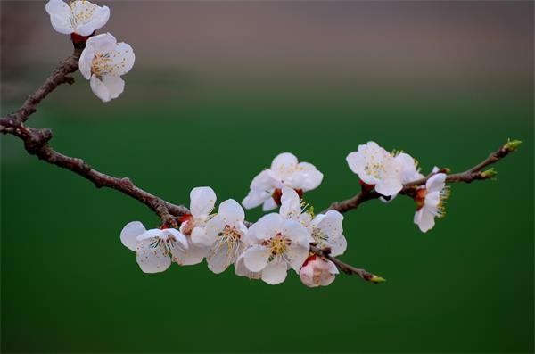 〔同题诗〕*出轨*十四首【冰心文化传媒】制作 冰心（图15）