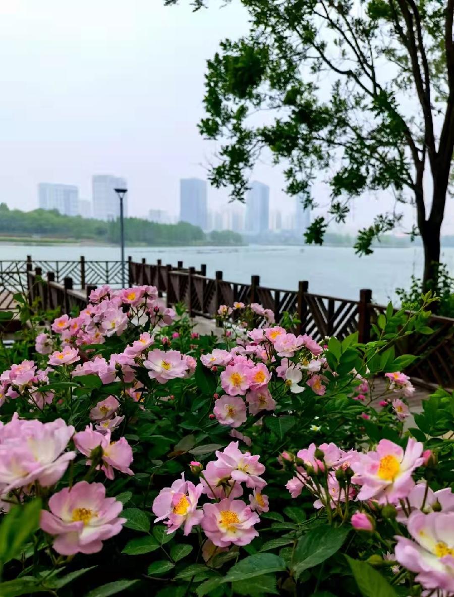 无助的我（图3）