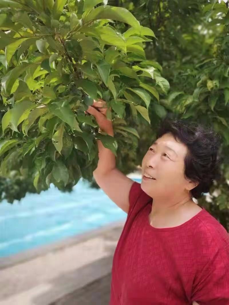 故乡的老院子 红霞(辽宁)京津沪头条(图2)