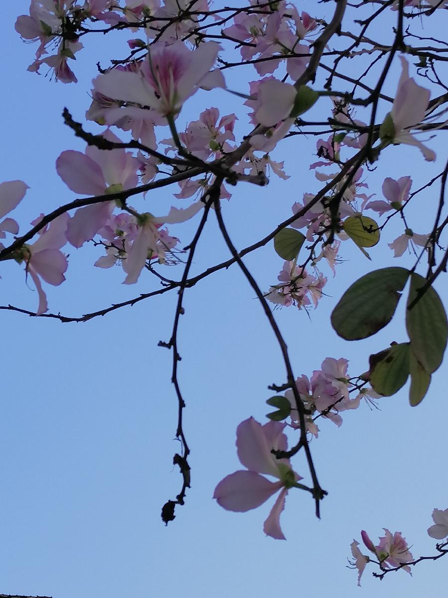 七律 羊蹄甲花（新韵）文／江冲（图2）