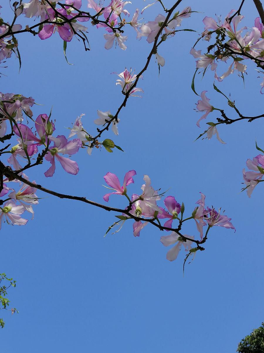 七律 羊蹄甲花（新韵）文／江冲（图3）