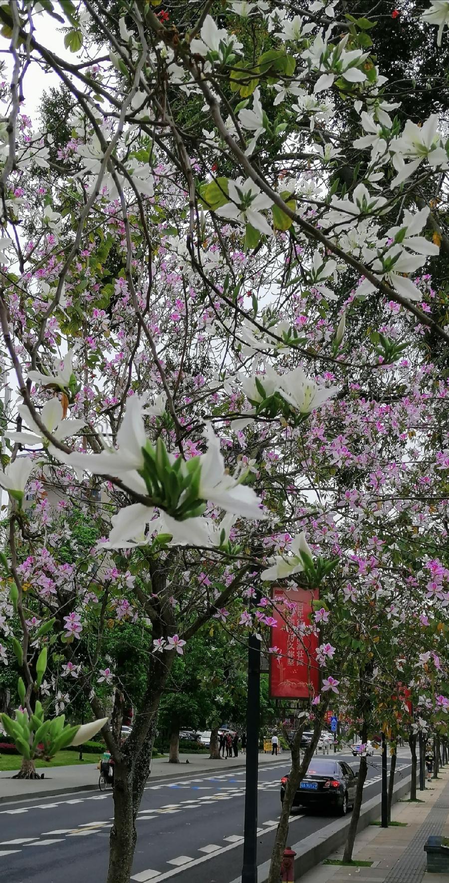 七律 羊蹄甲花（新韵）文／江冲（图4）