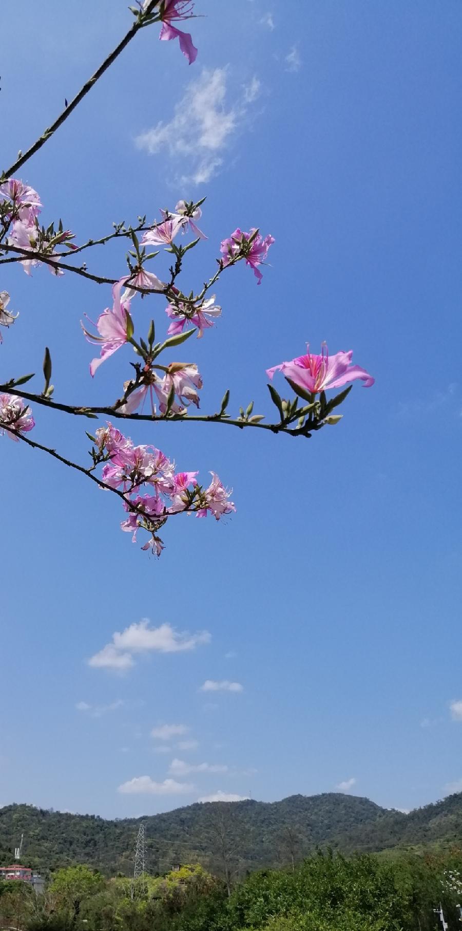 七律 羊蹄甲花（新韵）文／江冲（图7）