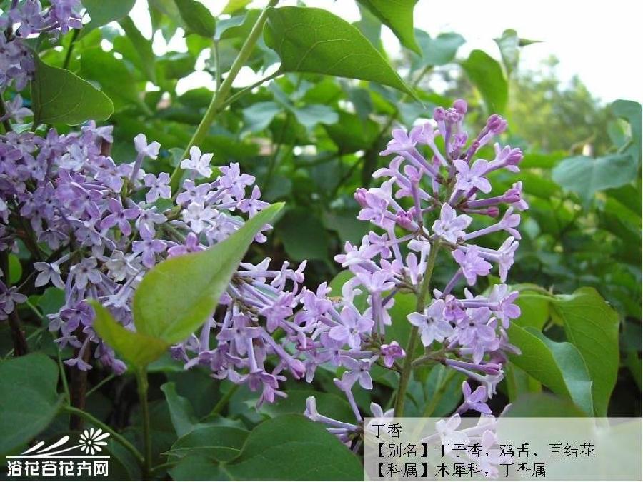 七律·丁香 杜华（内蒙古包头）【冰心文化传媒】（图3）