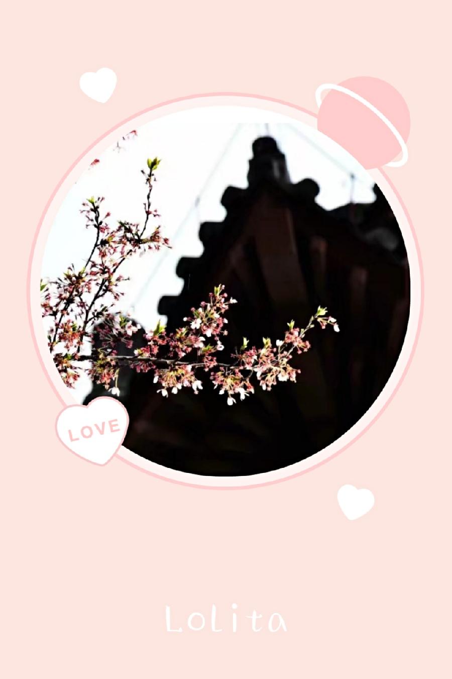 春来花开我在长安等你(图4)
