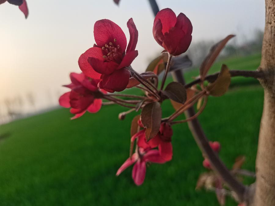五律 初夏晨趣（中华通韵）文/梁尚儒（图2）