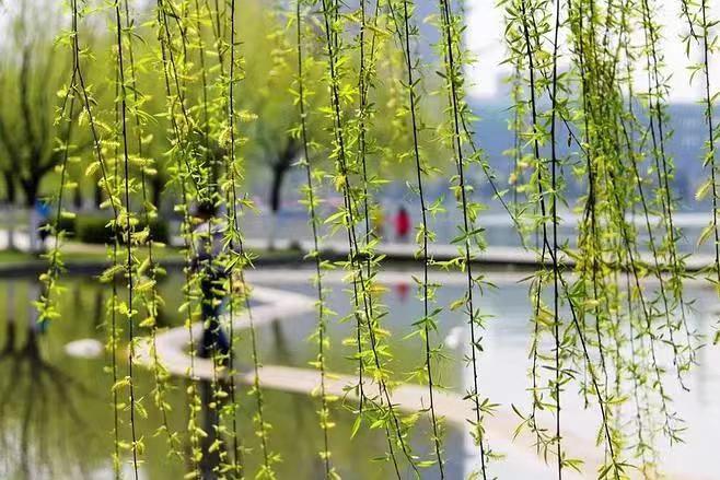 七绝组诗（外五联）作者 江花｜诵读 晚晴｜人民诗刊｜海外头条（图5）