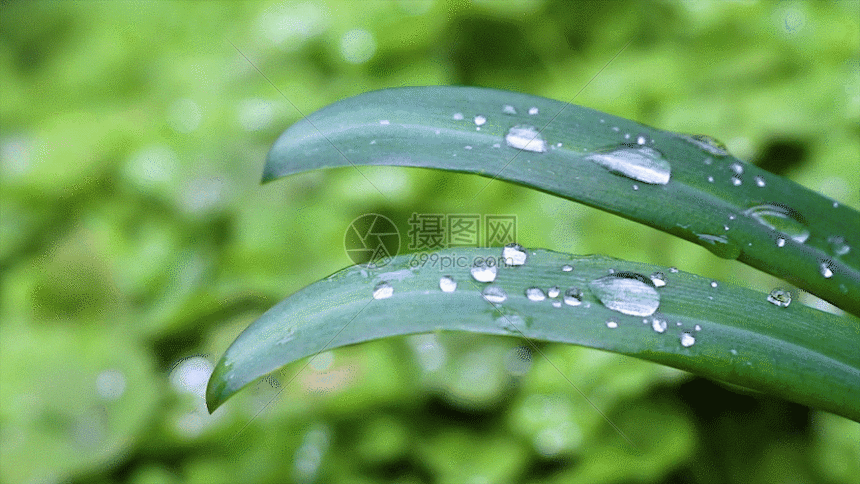 【潇湘文学社】潇湘如兰诗社《春草》（总327期）（图25）