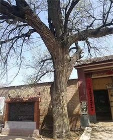《故道文化•副刊》第九期：房淑凤散文（图4）