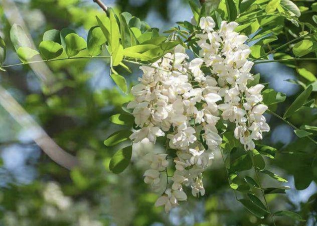 《焦作诗词》•四月同题之【人间四月天】(图6)