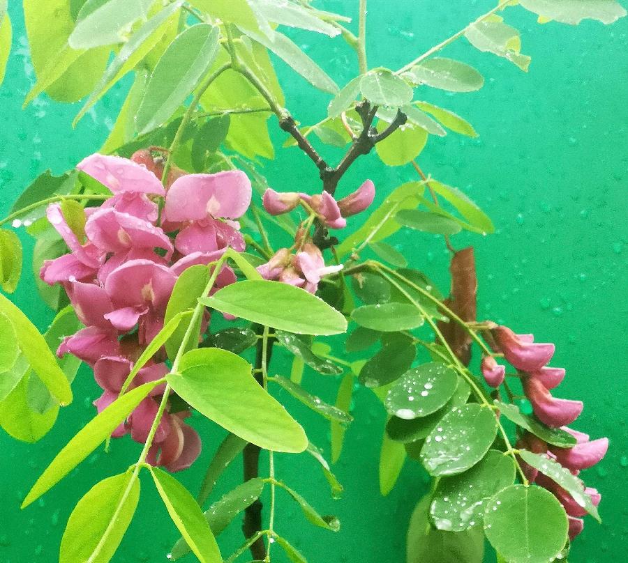 《焦作诗词》•四月同题之【人间四月天】(图14)