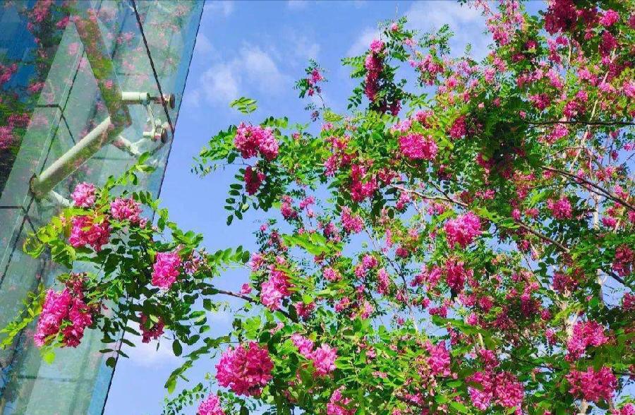 《焦作诗词》•四月同题之【人间四月天】(图11)