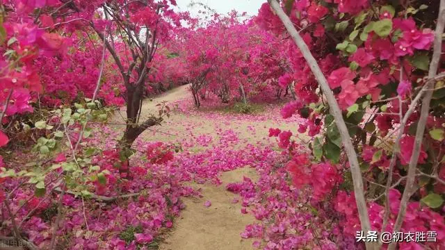 [桃源国际诗歌古韵]暮春系列|作者:马守华[总1103期]（图7）