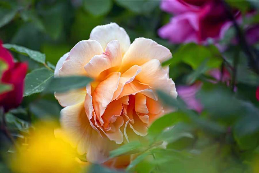花如锦(图7)