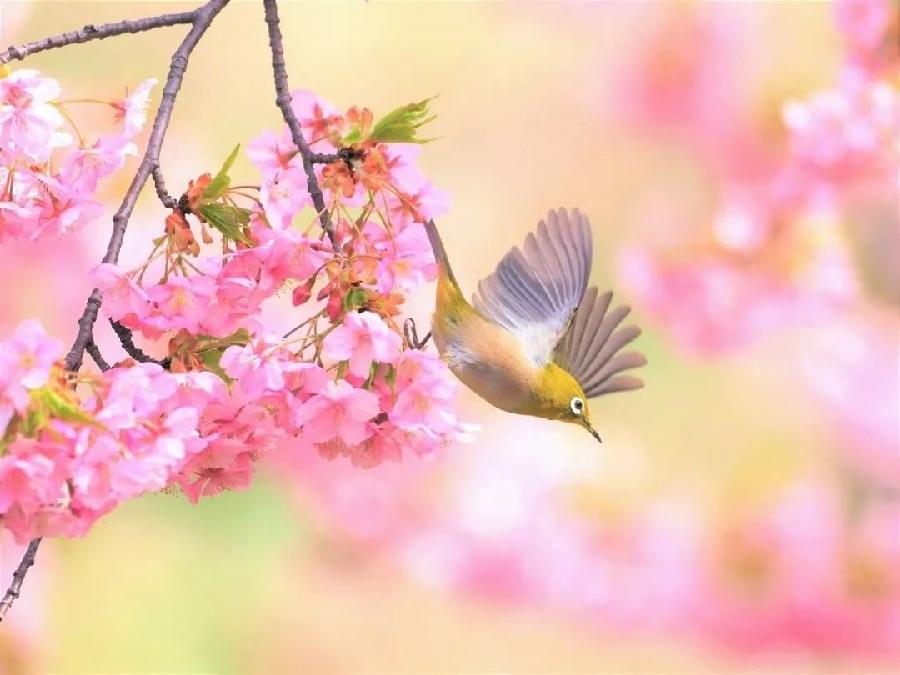 《暮春吟》作者：甘露;主播：雯煜;编辑宋梅【中国长江文学社】有声文学平台第3699期（图4）