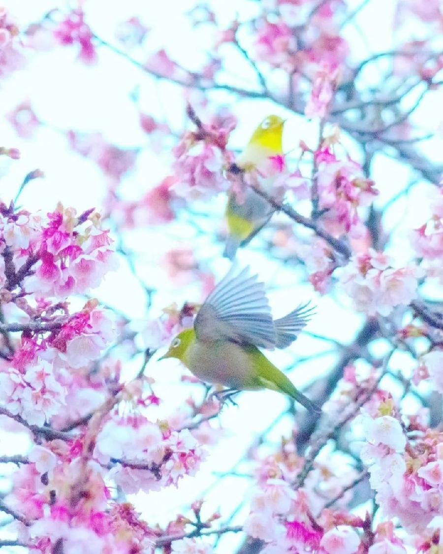 《暮春吟》作者：甘露;主播：雯煜;编辑宋梅【中国长江文学社】有声文学平台第3699期（图7）