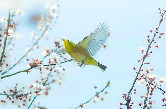 《暮春吟》作者：甘露;主播：雯煜;编辑宋梅【中国长江文学社】有声文学平台第3699期（图8）