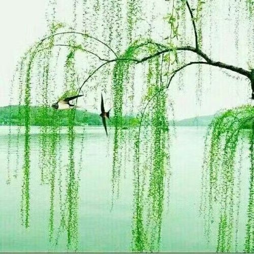【名家专刊】【九江文学社：北京头条】精品诗词《千钟醉.四季四友四景图》作者/胡杨（图2）