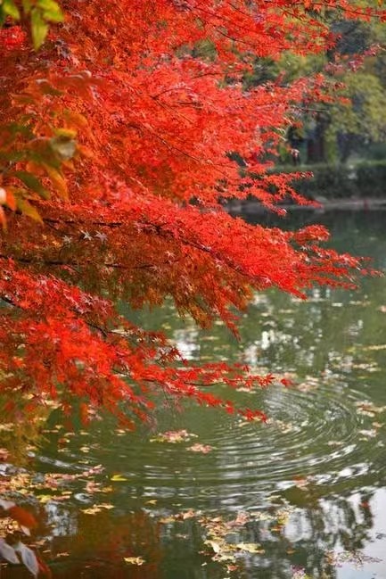【名家专刊】【九江文学社:北京头条】精品诗词《千钟醉.四季四友四景图》作者/胡杨(图4)