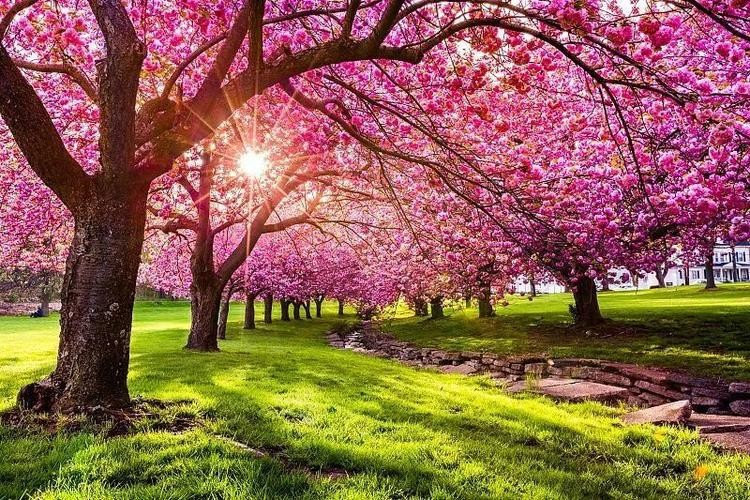 【九江文学社：有声文学】梦在远方先生佳作欣赏 诵读/宏红（图5）