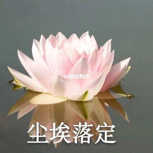 淡 定Ⅱ文/赵京江，图/网络