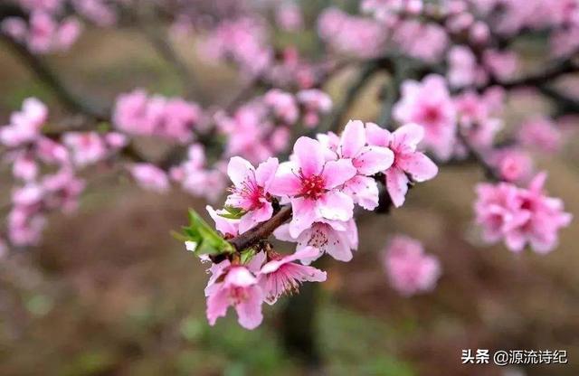推荐【神州源流诗苑】第628期[优秀近体诗]周刊（图5）