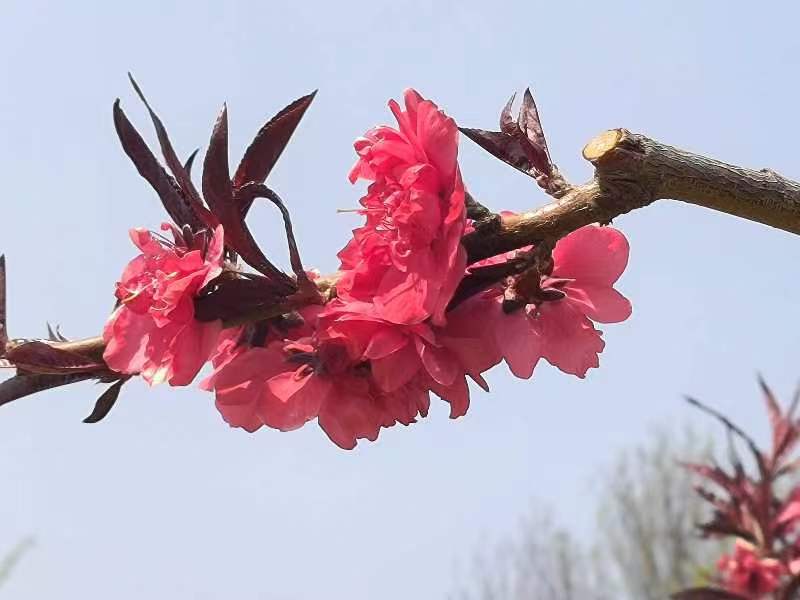 青春形象 青春力量 （10首） 湖北 蓝天风（图3）