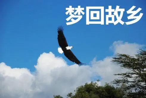 清荷老师倾情演绎伊人老师的作品：梦回故乡｜海外头条（图3）