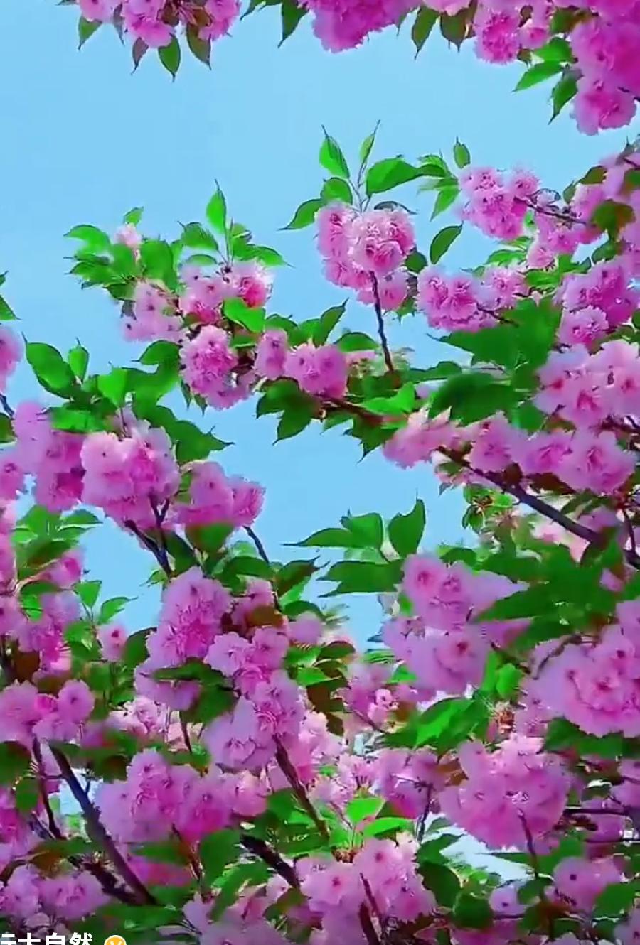 【都市头】推介胡清普《鹧鸪天•五一长假感言少（图10）