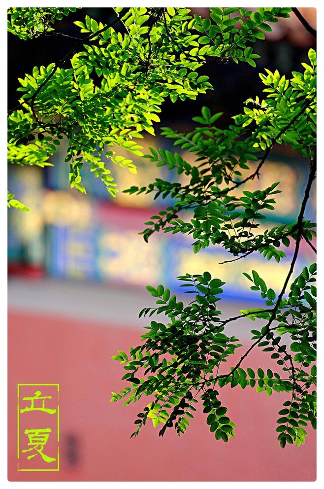 正是布谷催耕时，立夏歌传天外天ll踏莎行过长相思兼如梦令•立夏谣ll作者：白润岱 诵读：费军（图3）