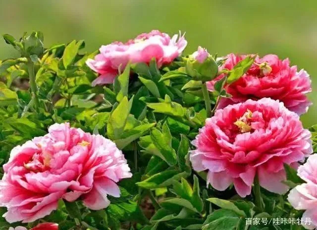 【同题诗】牡丹太行诗苑 太行诗苑(图2)