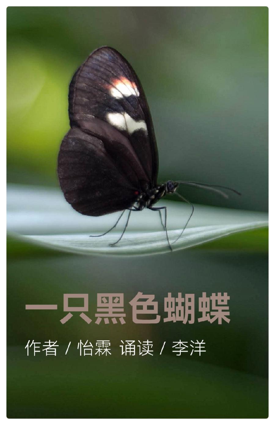 《安息吧，逝去的爱》作者：怡霖||演播艺术家李洋&播音指导江昊深情演绎（图6）