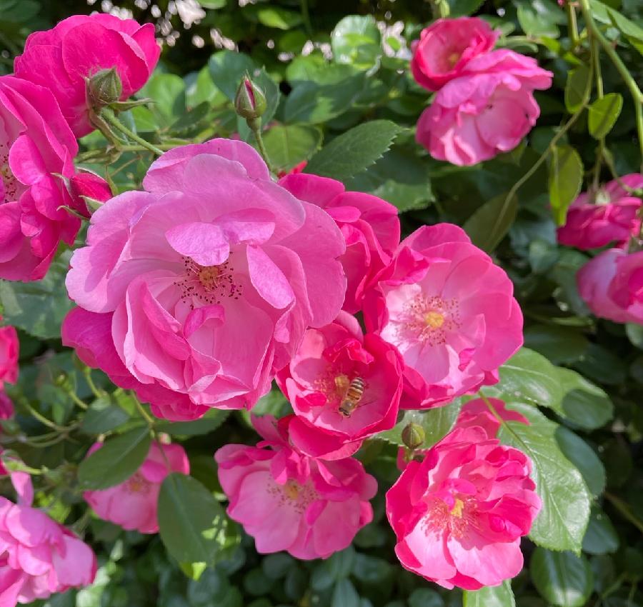 【新诗大观】初夏的蔷薇||文/花惜柔||诵/李保红（图2）