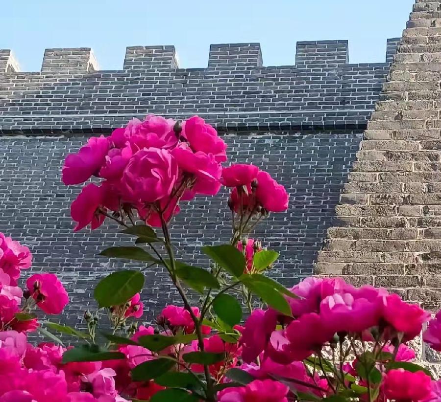 【新诗大观】初夏的蔷薇||文/花惜柔||诵/李保红（图3）