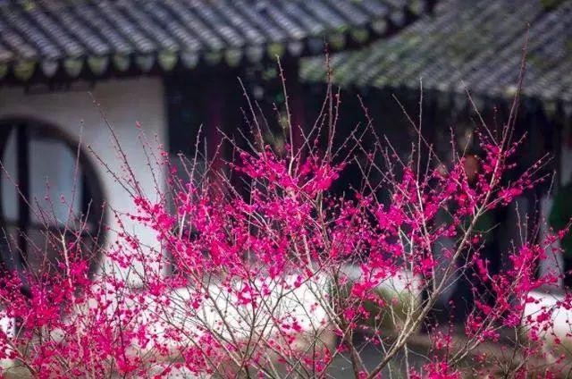 【经典推荐】昨夜天//四月花正好 赠伊一枝春（图6）