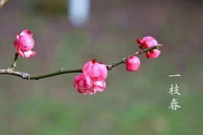 【经典推荐】昨夜天//四月花正好 赠伊一枝春（图7）