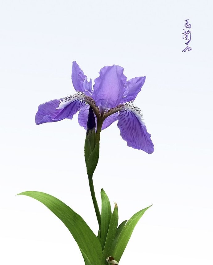 七律 咏马兰花(十二首) 文/杨振国(北京)|京津沪头条(图10)